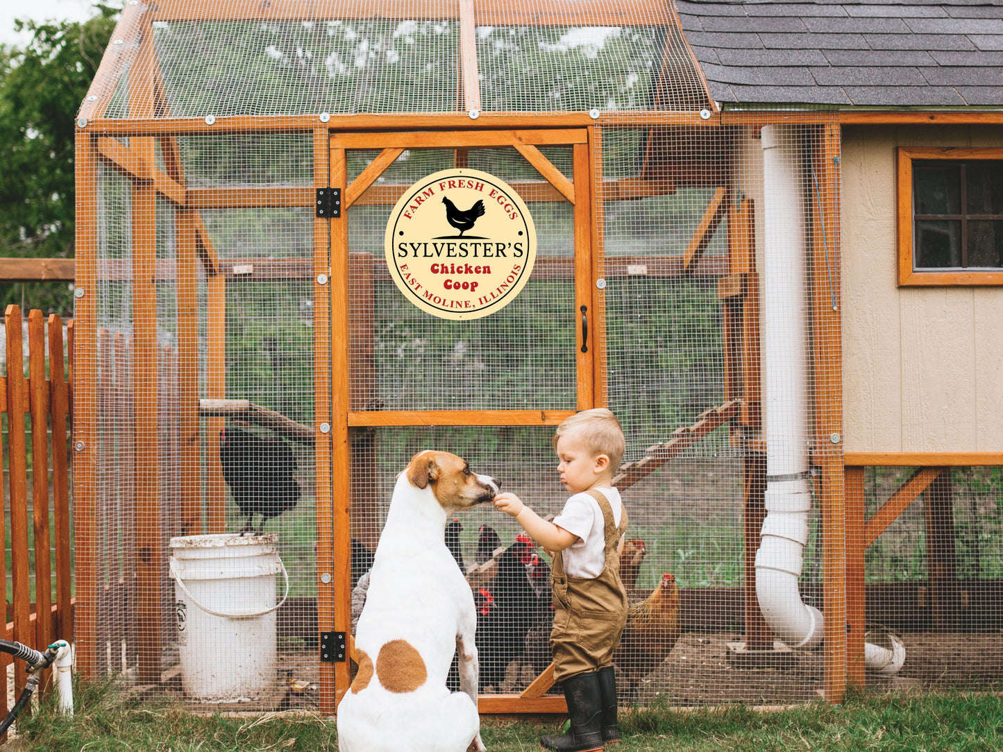Chicken Coop Sign, Farm Fresh Eggs Sign, Custom Chicken Sign, Fresh Egg Plaques, Personalized Hen House Signs, Tailored Farmstead Decor
